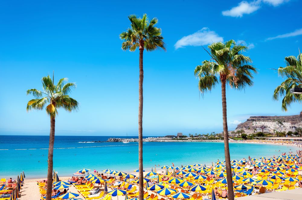 plaża na Gran Canarii z wysokimi palmami oraz leżakami i parasolami